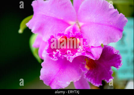 Cattleya Daniris, orchidea, la Tuilerie, Bengala Occidentale, India, Asia Foto Stock