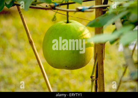 Bottiglia di zucca pianta, Calabash, Lagenaria ciceraria, zucca fiorita bianca, mostra di verdure, Calcutta, Kolkata, Bengala Occidentale, India, Asia Foto Stock