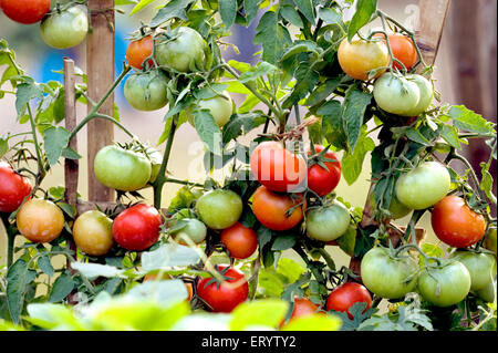Pianta di pomodoro, mostra di verdure, Calcutta, Kolkata, Bengala Occidentale, India, Asia Foto Stock