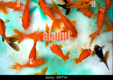 Oranda, razza di pesci rossi, pesci acquario, carassius auratus, mercato del pesce, Galiff Street, Calcutta, Kolkata, Bengala Occidentale, India, asia Foto Stock