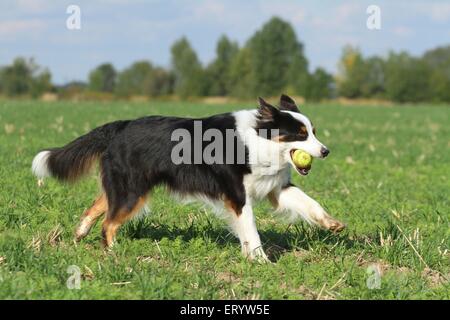 Riproduzione di pastore australiano Foto Stock