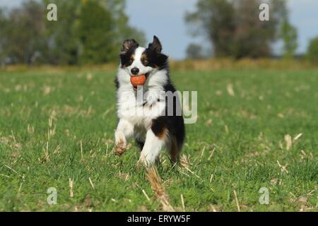 Riproduzione di pastore australiano Foto Stock