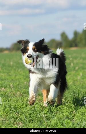 Riproduzione di pastore australiano Foto Stock