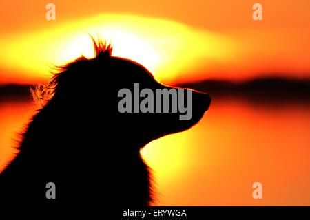 Australian Shepherd ritratto Foto Stock