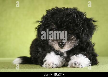 Giacente Bolonka zwetna cucciolo Foto Stock