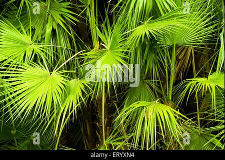 Vite foglie di pino, Acharya Jagadish Chandra Bose, Giardino Botanico, Giardino Botanico, Shibpur, Calcutta, Kolkata, Bengala Occidentale, India, Asia Foto Stock