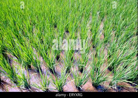 Risaie, risaie, risaie verdi, Ghatal; distretto di Paschim Medinipur, Bengala Occidentale; India, asia Foto Stock