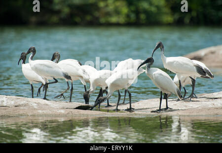 Gli uccelli migratori ibis su roccia in ranganathittu Bird Sanctuary a Mysore ; Karnataka ; India Foto Stock