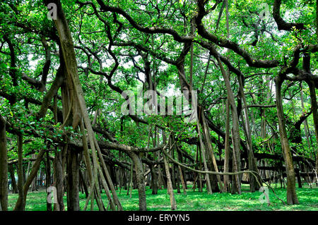 Grande albero di Banyan , Ficus benghalensis , Acharya Jagadish Chandra Bose Giardino Botanico Indiano , Shibpur , Howrah , Kolkata , Bengala Occidentale , India , Asia Foto Stock