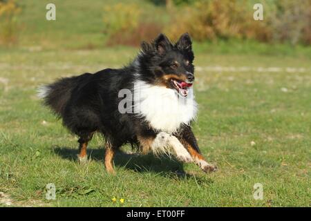 Esecuzione di Shetland Sheepdog Foto Stock