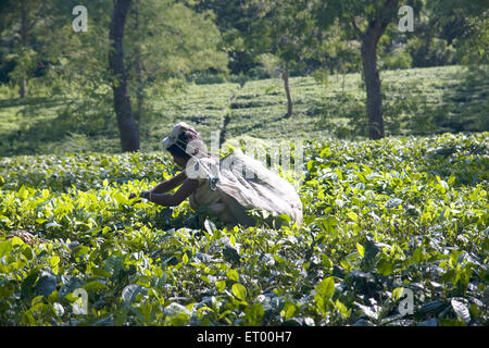 Donna che raccoglie foglie di tè fresco , Burapahar Tea Estate , Nagaon , Assam , India , asia Foto Stock