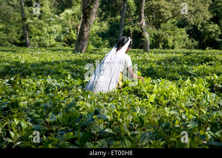 Donna che raccoglie foglie di tè fresco , Burapahar Tea Estate , Nagaon , Assam , India , asia Foto Stock