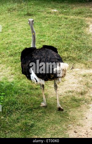 Emu , Dromaius novaehollandiae , Mysore zoo ; Karnataka ; India , asia Foto Stock