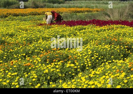 La coltivazione dei fiori in Midnapur ; Bengala Occidentale ; India Foto Stock