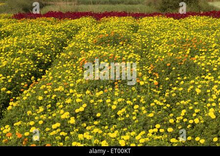 Coltivazione di fiori , floricoltura , fioreria , Midnapur , Midnapore , Medinipur , Bengala Occidentale , India , Asia Foto Stock