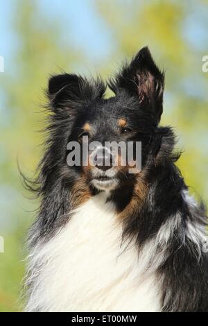 Shetland Sheepdog ritratto Foto Stock