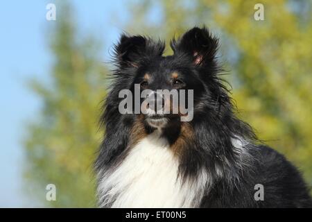 Shetland Sheepdog ritratto Foto Stock