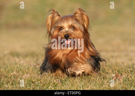 Esecuzione di Yorkshire Terrier Foto Stock