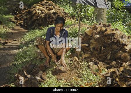 Donne Keralite rimozione di buccia di cocco da noce di cocco per la realizzazione di corde di cocco e materassino ; Kerala ; India Foto Stock