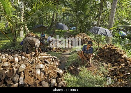 Donne Keralite rimozione di buccia di cocco da noce di cocco per la realizzazione di corde di cocco e materassino ; Kerala ; India Foto Stock