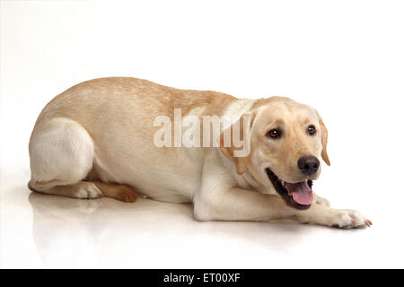 Il Labrador retriever maschio giallo Foto Stock
