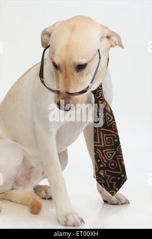 Il Labrador retriever maschio giallo ; ispezione ; esame ; India Foto Stock