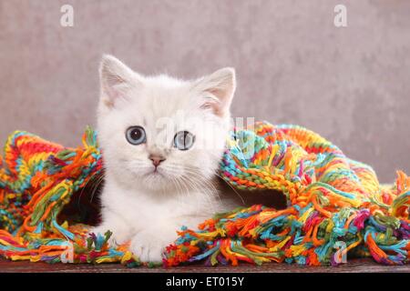 Giacente British Shorthair Kitten Foto Stock