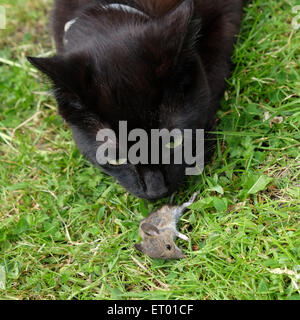 Oscar un nove bocca vecchio nero gattino gioca con un giovane mouse che ha appena catturato in un giardino rurale Foto Stock