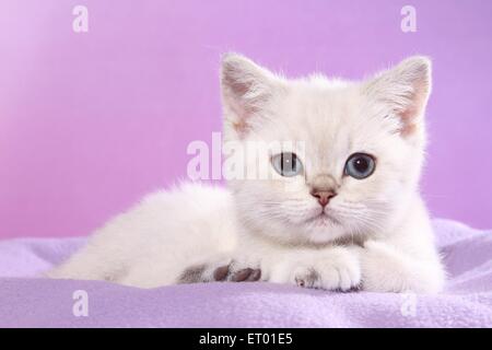 Giacente British Shorthair Kitten Foto Stock