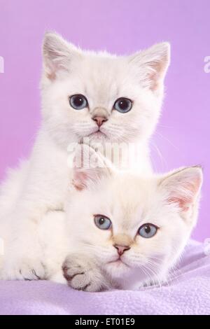 2 British Shorthair Kitten Foto Stock