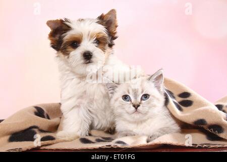 Biewer Terrier cucciolo e British Shorthair Kitten Foto Stock