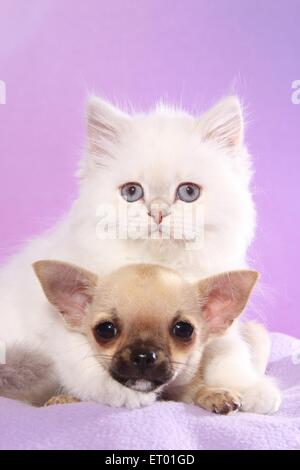 Chihuahua cucciolo e Highlander gattino Foto Stock