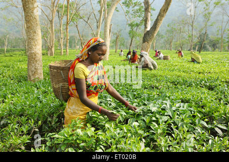 Donna spiumatura fresche foglie di tè esce dal giardino del tè Assam India Foto Stock