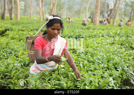 Donna spiumatura foglie da tè giardino ; Assam ; India NOMR Foto Stock