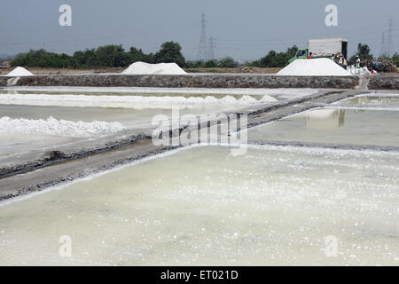 Sale marino, saline, saline farm di Wadala, Bombay, Mumbai, Maharashtra, India, Asia Foto Stock