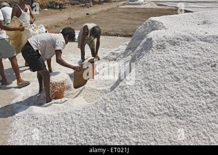 Sale marino, saline, saline farm di Wadala, Bombay, Mumbai, Maharashtra, India, Asia Foto Stock