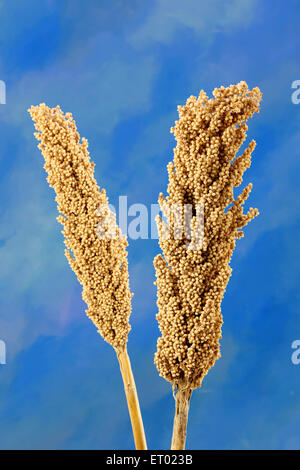 Sorgo, Jowar, Jawar, piante di grano di grano di cibo, sfondo blu, Maharashtra, India, Asia Foto Stock