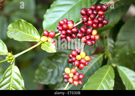 Bacche di caffè , Madikeri , Coorg , Karnataka , India Foto Stock