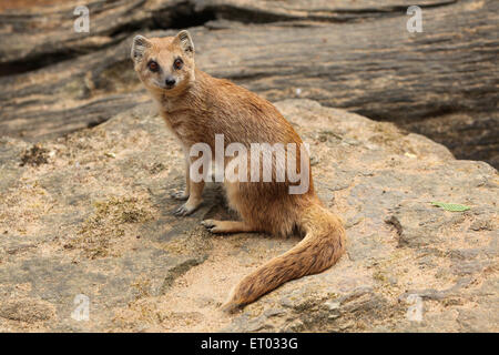 La mangusta gialla (Cynictis penicillata), noto anche come il rosso meerkat presso lo Zoo di Praga, Repubblica Ceca. Foto Stock