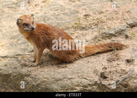 La mangusta gialla (Cynictis penicillata), noto anche come il rosso meerkat presso lo Zoo di Praga, Repubblica Ceca. Foto Stock