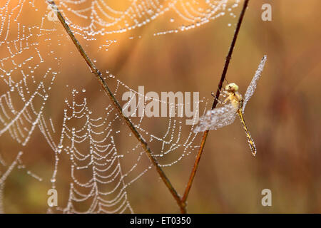 Spider web con dewdrops , spiderweb, spider's web, cobweb , Coorg , Madykeri , Hill station , Kodagu , Ghats occidentali , Karnataka , India , Asia Foto Stock