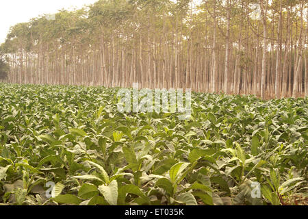 Piantagione di tabacco , Nicotiana tabacum , tabacco azteco , Nadiad , distretto di Kheda , Gujarat , India , Asia Foto Stock