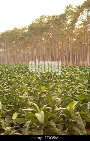 Piantagione di tabacco , Nicotiana tabacum , tabacco azteco , Nadiad , distretto di Kheda , Gujarat , India , Asia Foto Stock