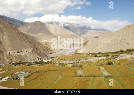 Paesaggio , Kagbeni , Tashi Kang , Nepal , Repubblica Democratica del Nepal , Asia meridionale , Asia Foto Stock