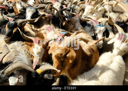 Mandria di ovini , Kagbeni , Tashi Kang , Baragubg Muktikshetra , Mustang , Nepal , Repubblica Democratica del Nepal , Asia meridionale , Asia Foto Stock