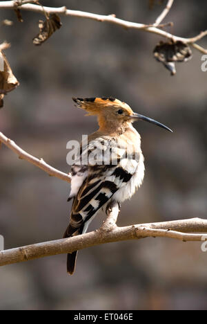 Hoopoe , upupa epops ; Parco Nazionale di Ranthambore ; Sawai Madhopur, Rajasthan ; India , asia Foto Stock