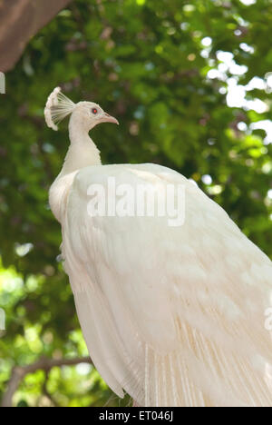 Pavone bianco ; voliera di uccelli di Karanji ; lago di Karanji ; Mysore ; Karnataka ; India , asia Foto Stock