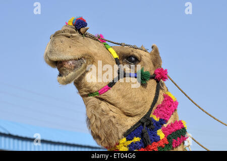 Testa decorata del cammello di Pushkar Fair a Rajasthan in India Foto Stock