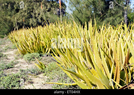 Aloe Vera pianta Diu in spiaggia a Gujarat India Foto Stock