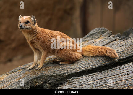 La mangusta gialla (Cynictis penicillata), noto anche come il rosso meerkat presso lo Zoo di Praga, Repubblica Ceca. Foto Stock